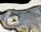 Unique, Agatized Fossil Coral Geode - Florida #60256-3